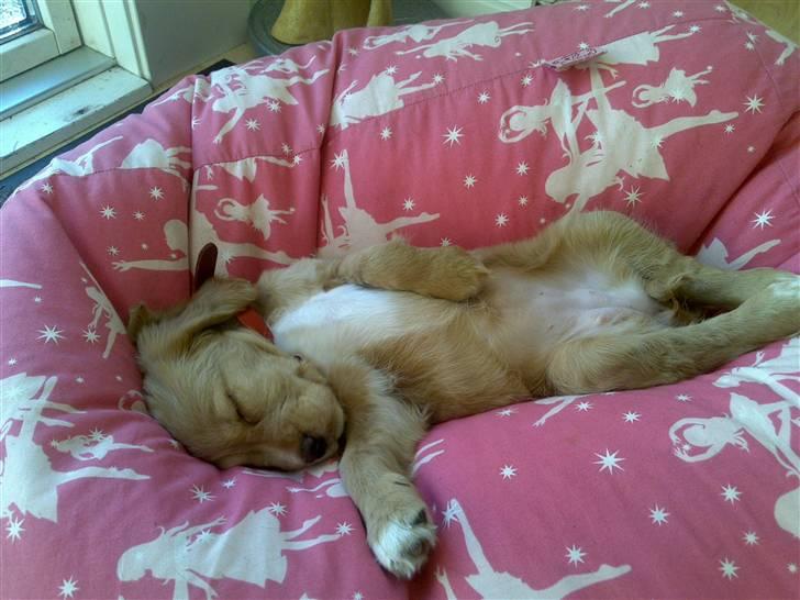 Blanding af racer lady - Er jeg ik dejlig.... billede 19