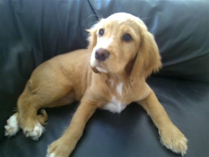 Blanding af racer lady billede 20