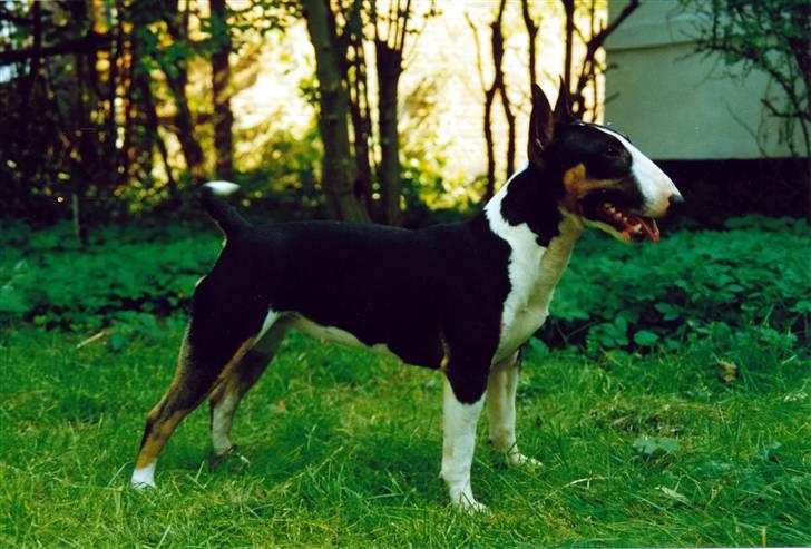 Bullterrier miniature Yazza *R.I.P* - Her står jeg egentlig bare for far´s skyld billede 1