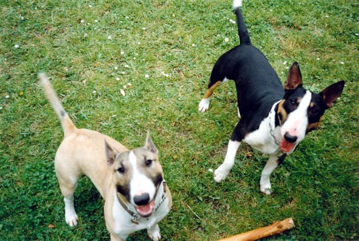 Bullterrier miniature Yazza *R.I.P* - Her er min datter Alina (den røde) billede 2