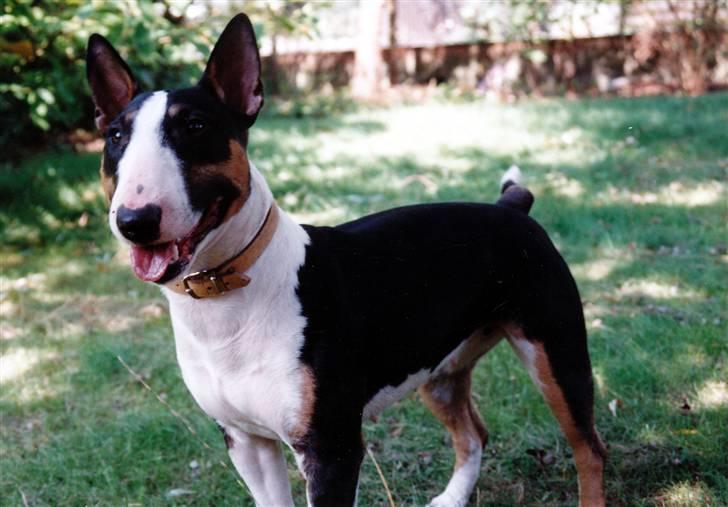 Bullterrier miniature Yazza *R.I.P* - Hvem sagde bold? billede 3