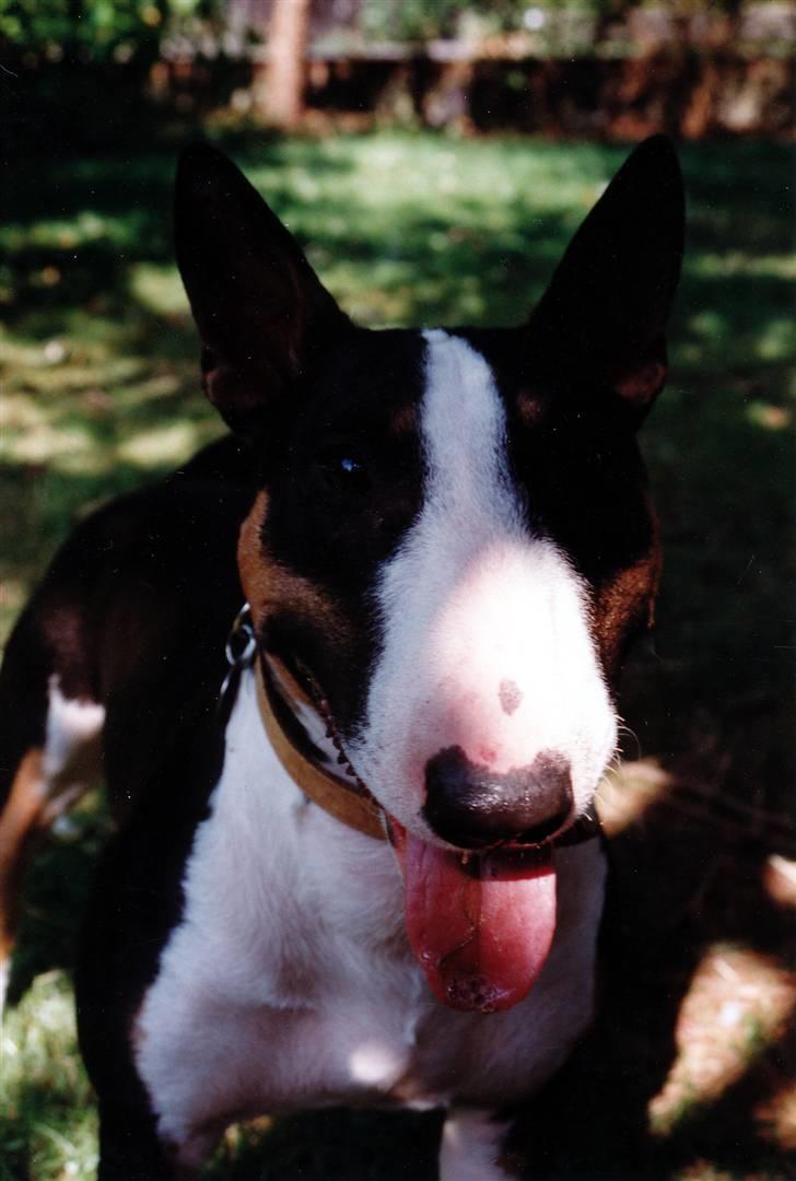 Bullterrier miniature Yazza *R.I.P* - Vil du have et kys? billede 4