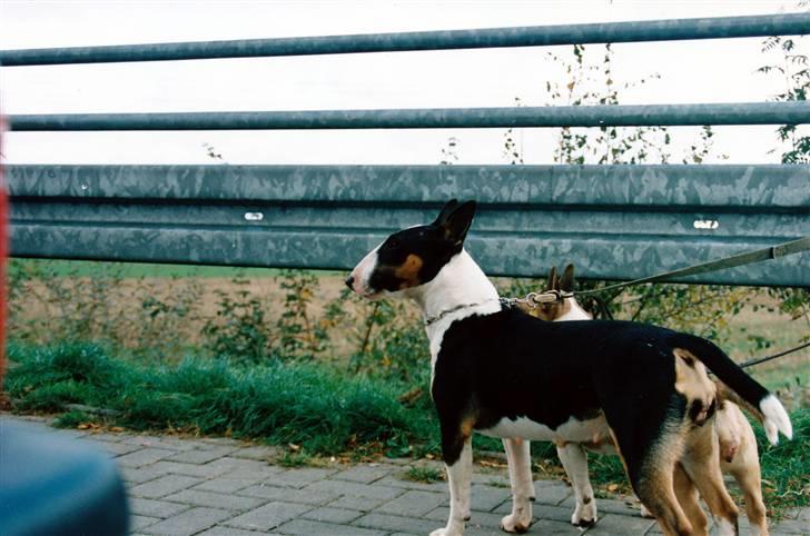 Bullterrier miniature Yazza *R.I.P* - Holder lige en lille pause på vej til udstilling billede 5