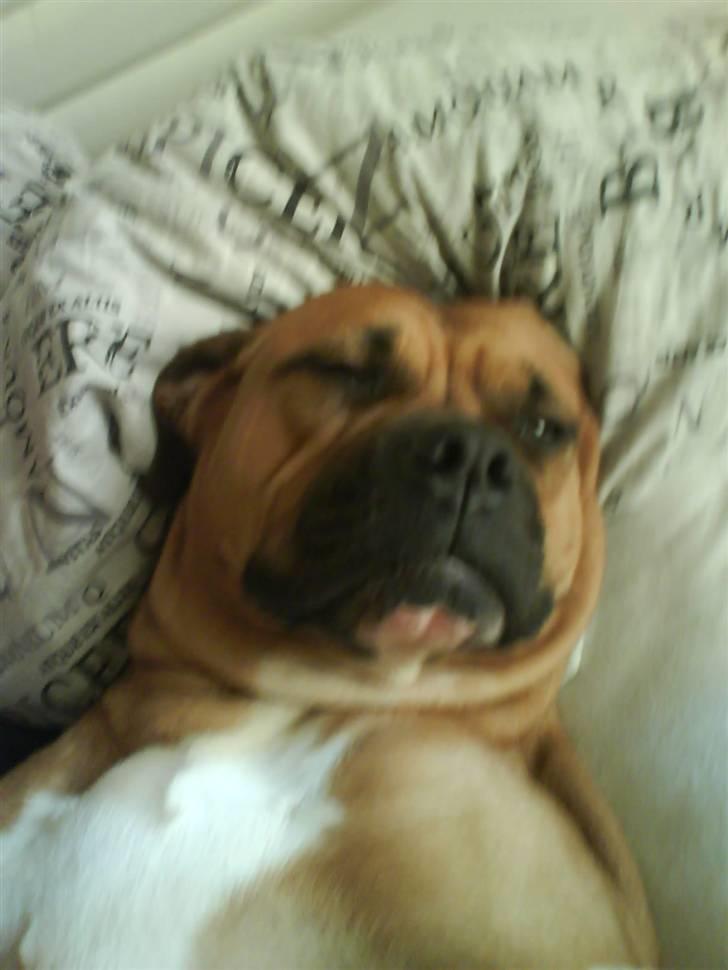 Amerikansk bulldog Bagea billede 1