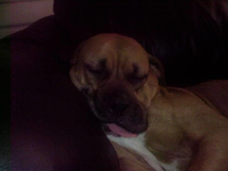 Amerikansk bulldog Bagea billede 2