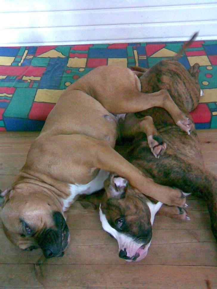 Amerikansk bulldog Bagea billede 3