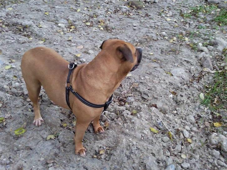 Amerikansk bulldog Bagea billede 4