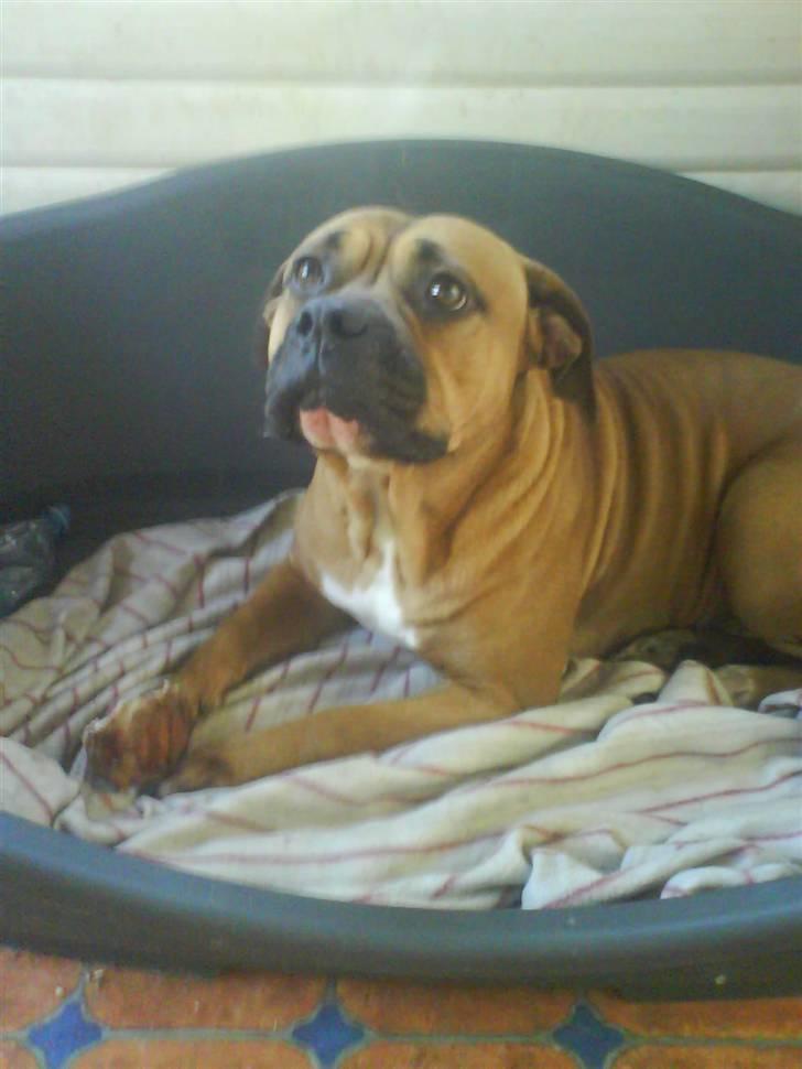 Amerikansk bulldog Bagea billede 5