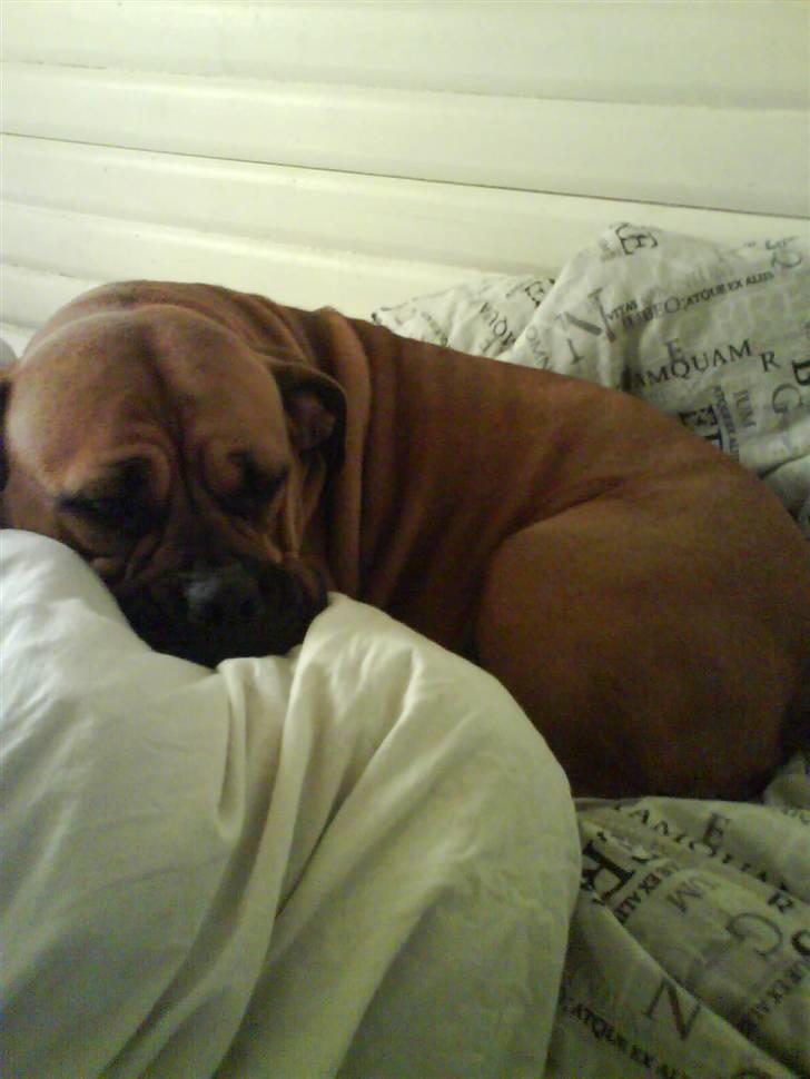 Amerikansk bulldog Bagea billede 6