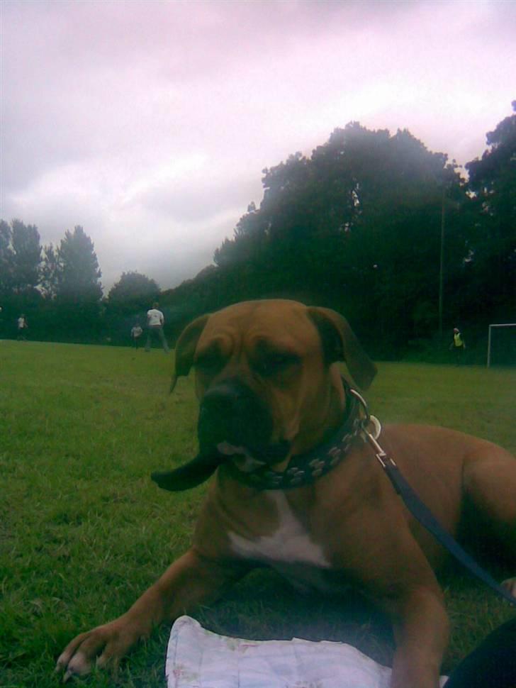 Amerikansk bulldog Bagea billede 7