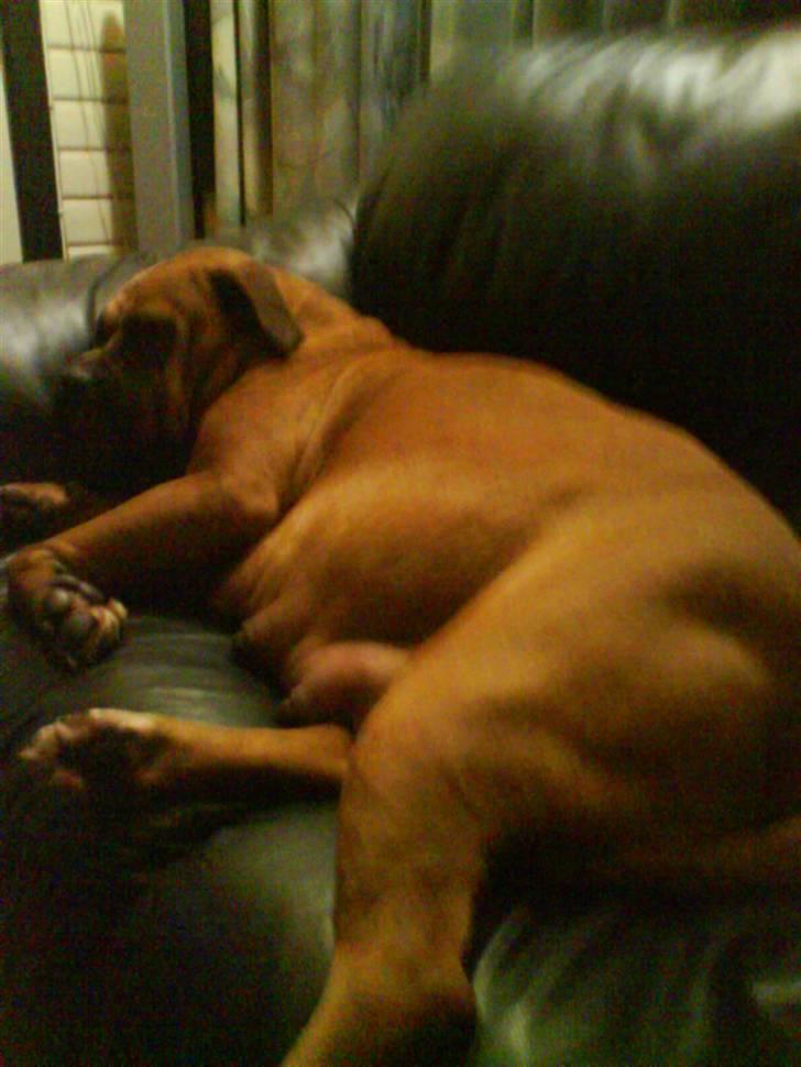 Amerikansk bulldog Bagea billede 8