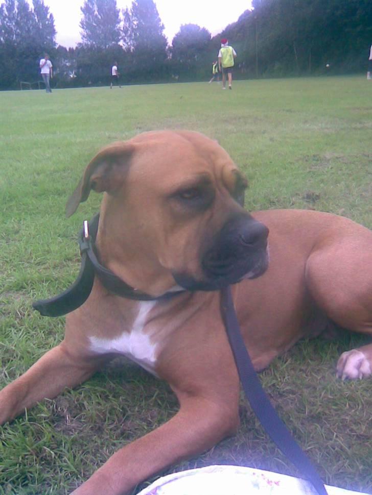 Amerikansk bulldog Bagea billede 9