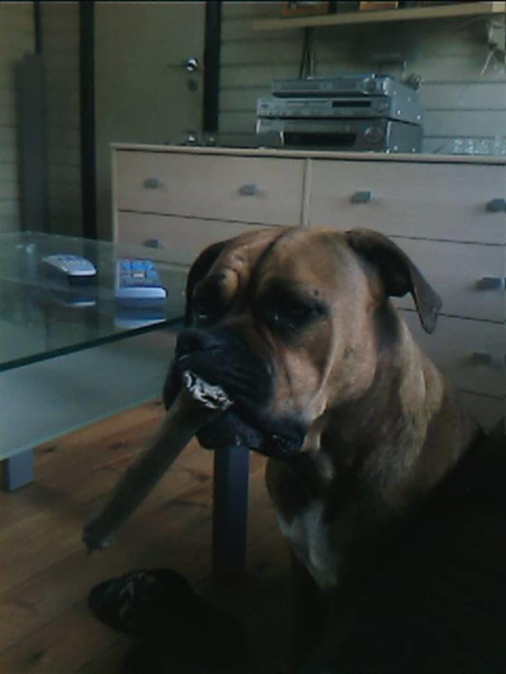 Amerikansk bulldog Bagea billede 10