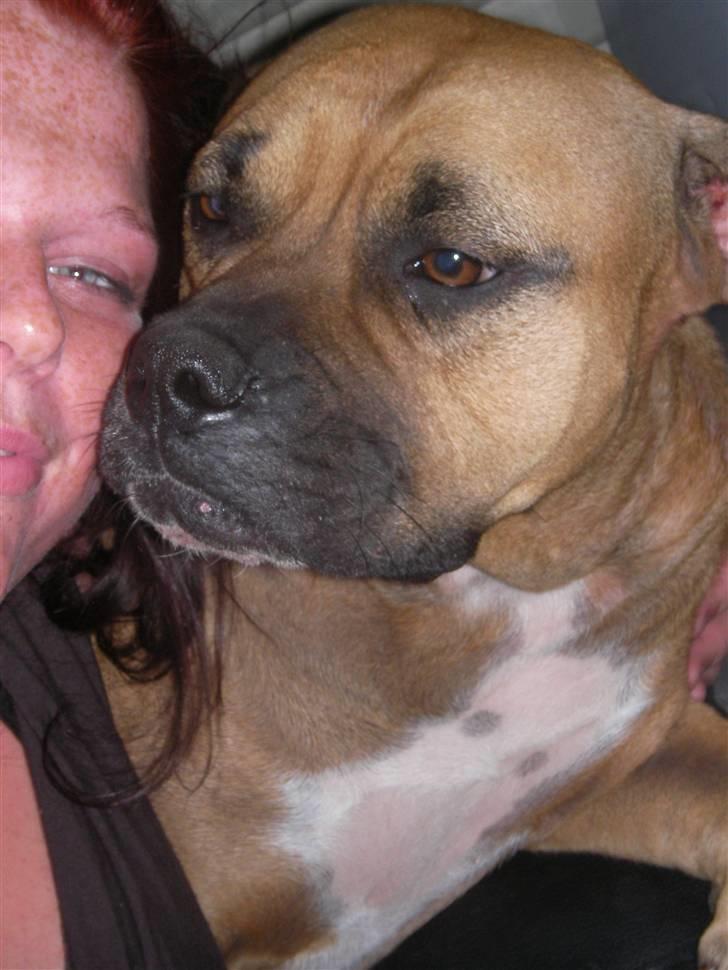 Amerikansk bulldog Bagea billede 11