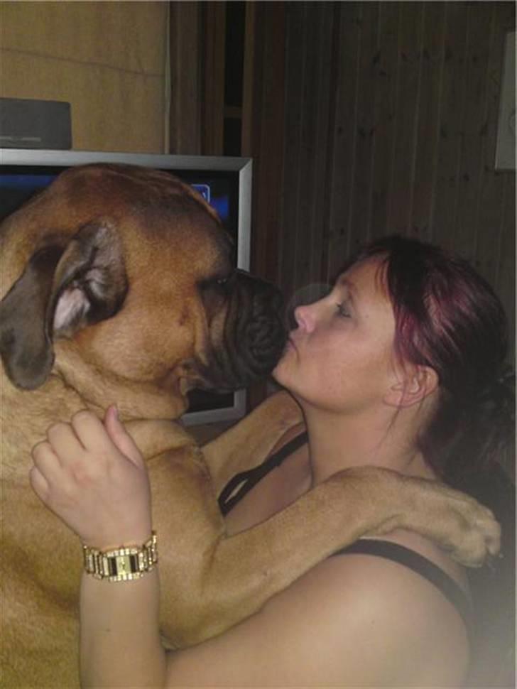 Bullmastiff Braks one night stanley billede 12