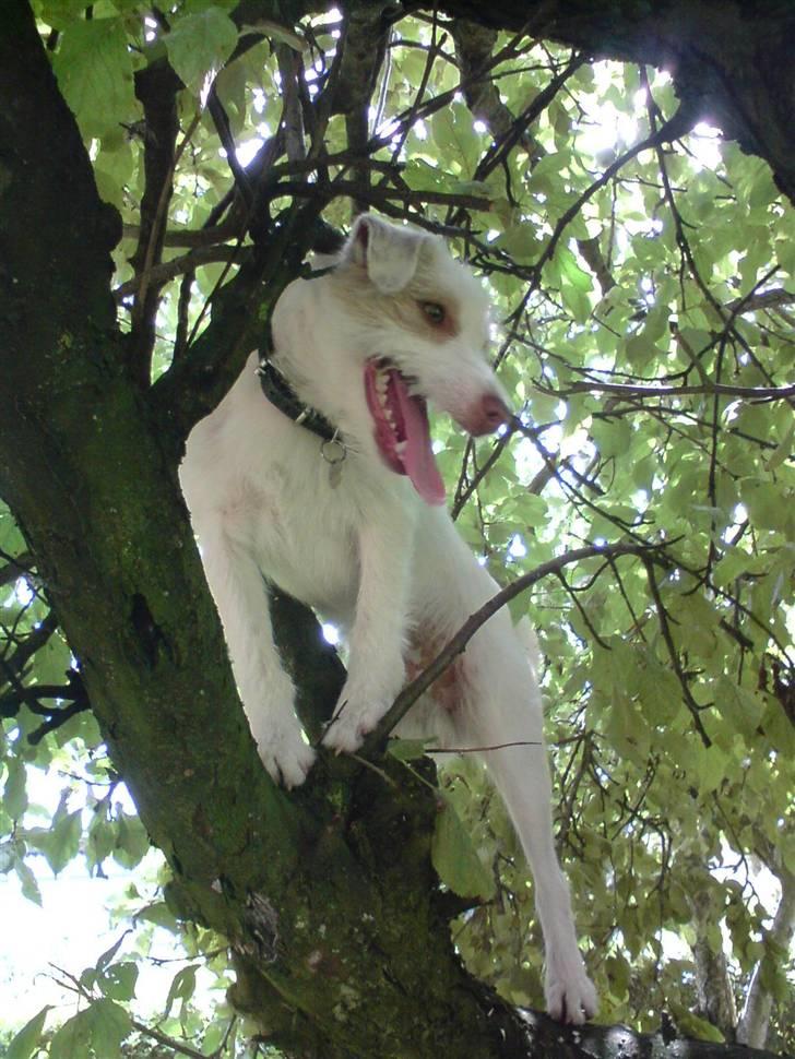 Jack russell terrier Coco billede 1