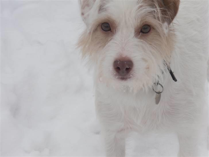 Jack russell terrier Coco billede 3