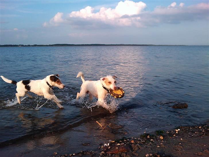 Jack russell terrier Coco billede 4