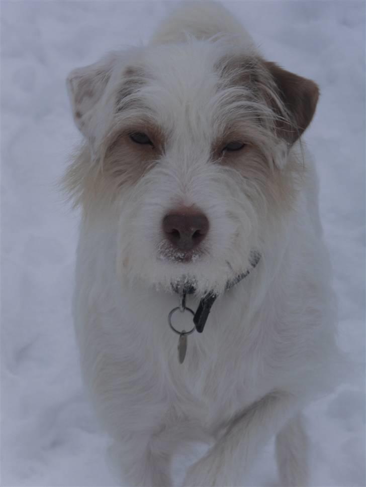 Jack russell terrier Coco billede 5