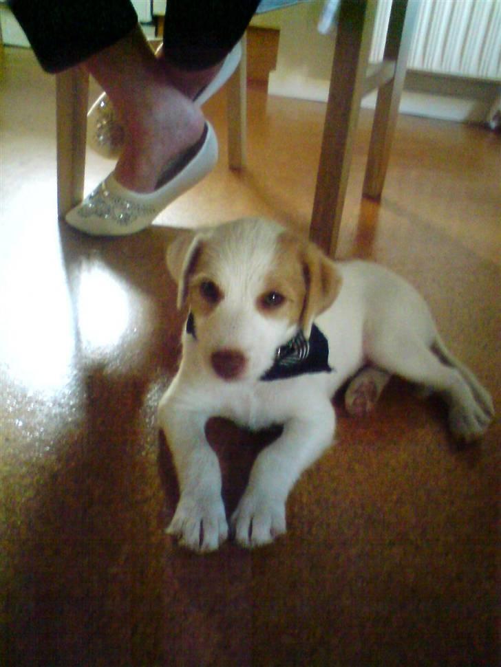 Jack russell terrier Coco billede 6