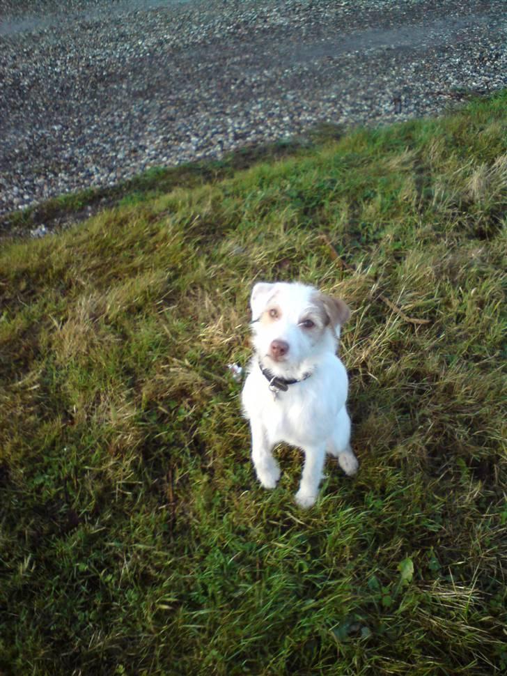 Jack russell terrier Coco billede 7