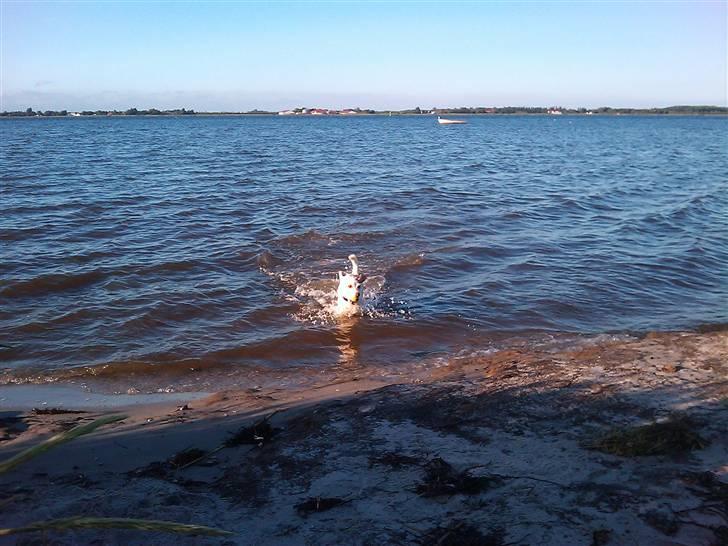 Jack russell terrier Coco billede 8