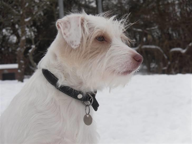 Jack russell terrier Coco billede 9