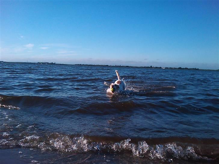 Jack russell terrier Coco billede 10