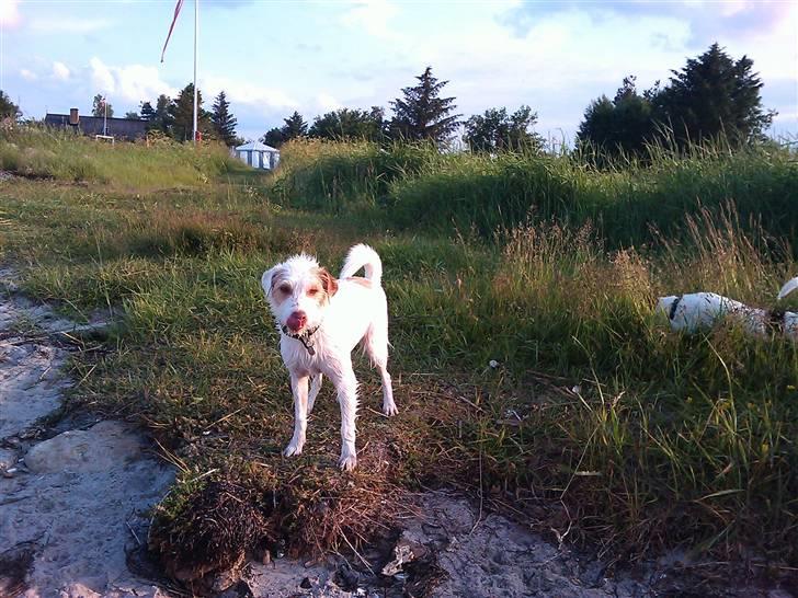 Jack russell terrier Coco billede 11