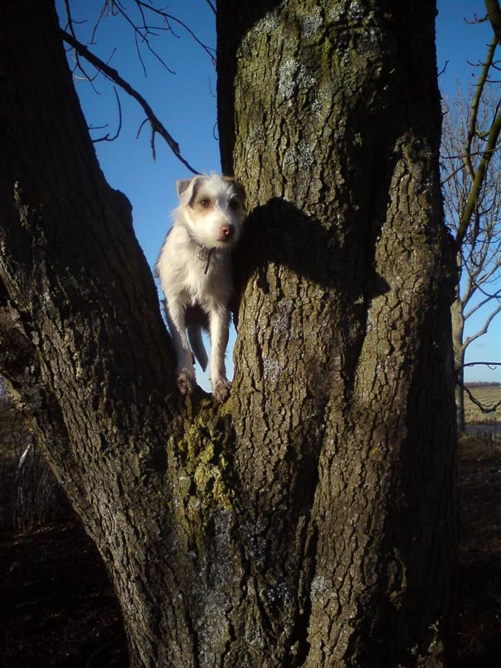 Jack russell terrier Coco billede 12