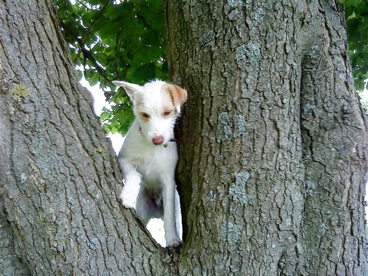 Jack russell terrier Coco billede 13