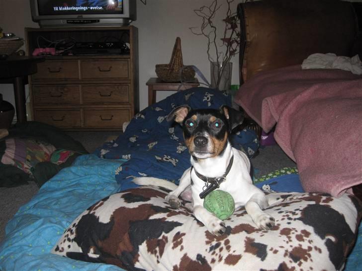 Foxhound Fimbe billede 9