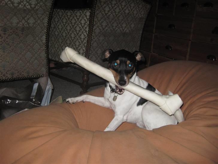 Foxhound Fimbe billede 12