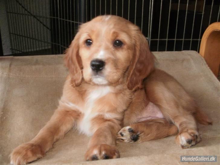 Blanding af racer Ciara - hej! - skal vi lege? :D billede 9