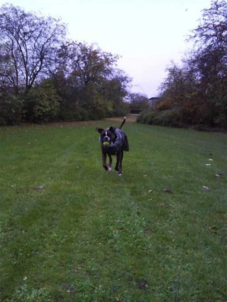 Boxer Shila  billede 9