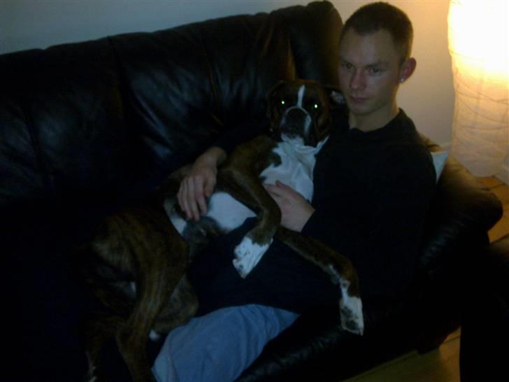 Boxer Shila  billede 11