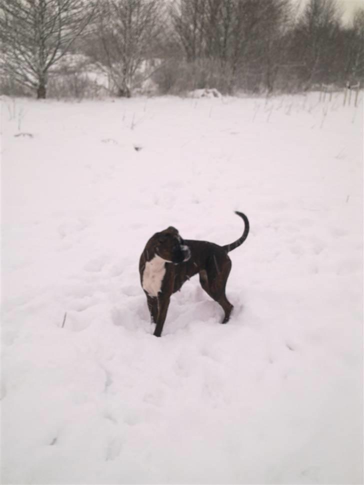 Boxer Shila  billede 12