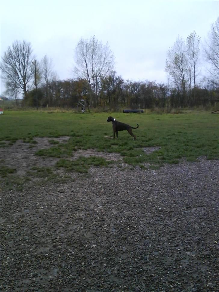 Boxer Shila  billede 13