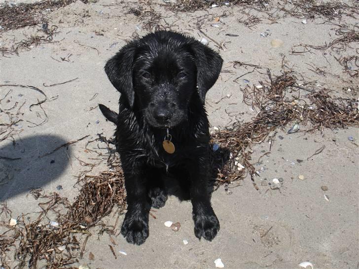 Blanding af racer Bella billede 14