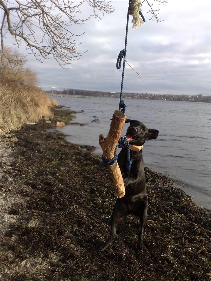 Blanding af racer Bella billede 15