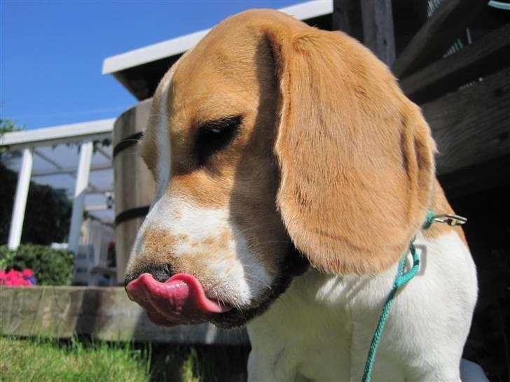 Beagle Kia - farvel. tak for besøget! Læg da gerne en bedømmelse og en komentar?  kia slikker sig i næsen:D billede 19