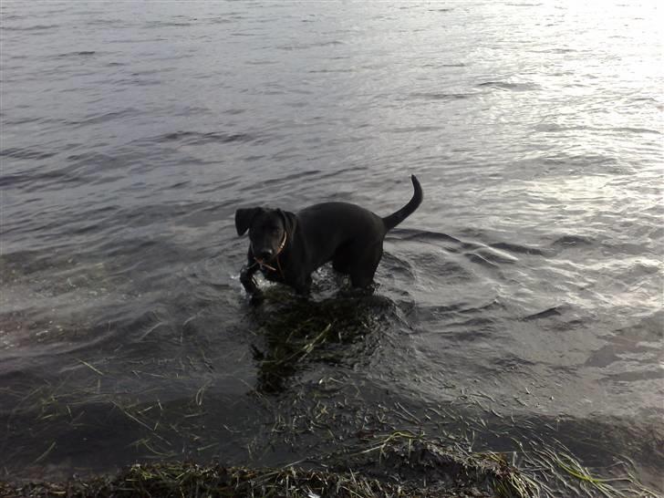 Blanding af racer Bella billede 17