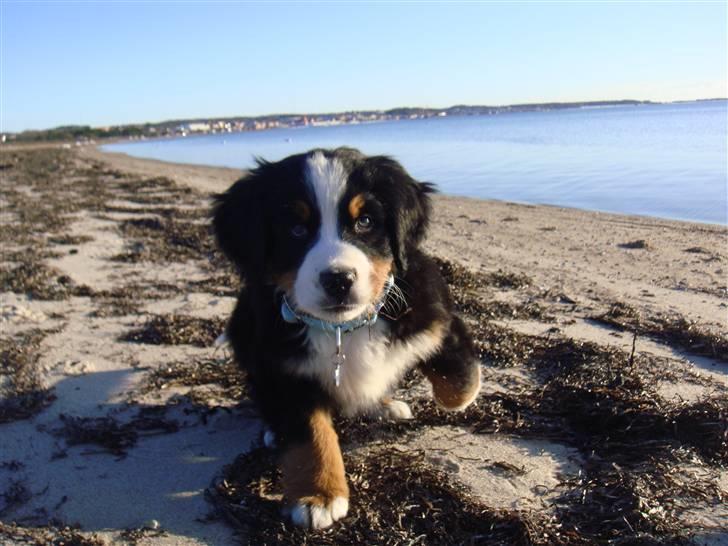 Berner sennenhund Lucas - Jeg kommer nu... 9 uger. billede 17