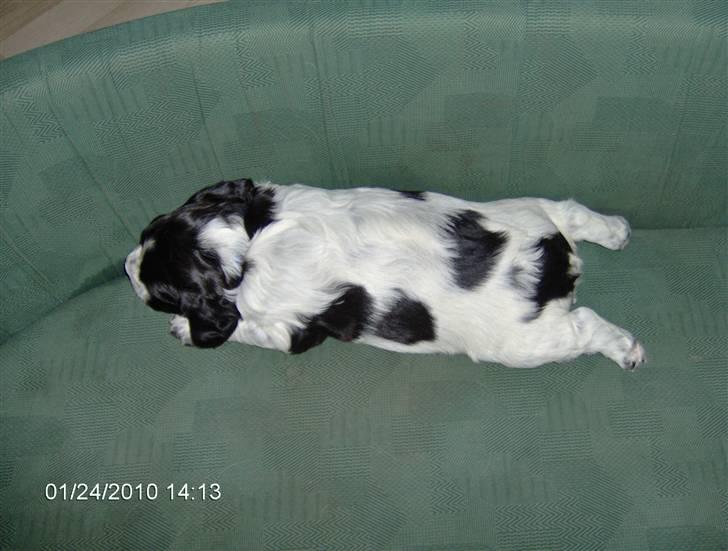 Breton Maki billede 1