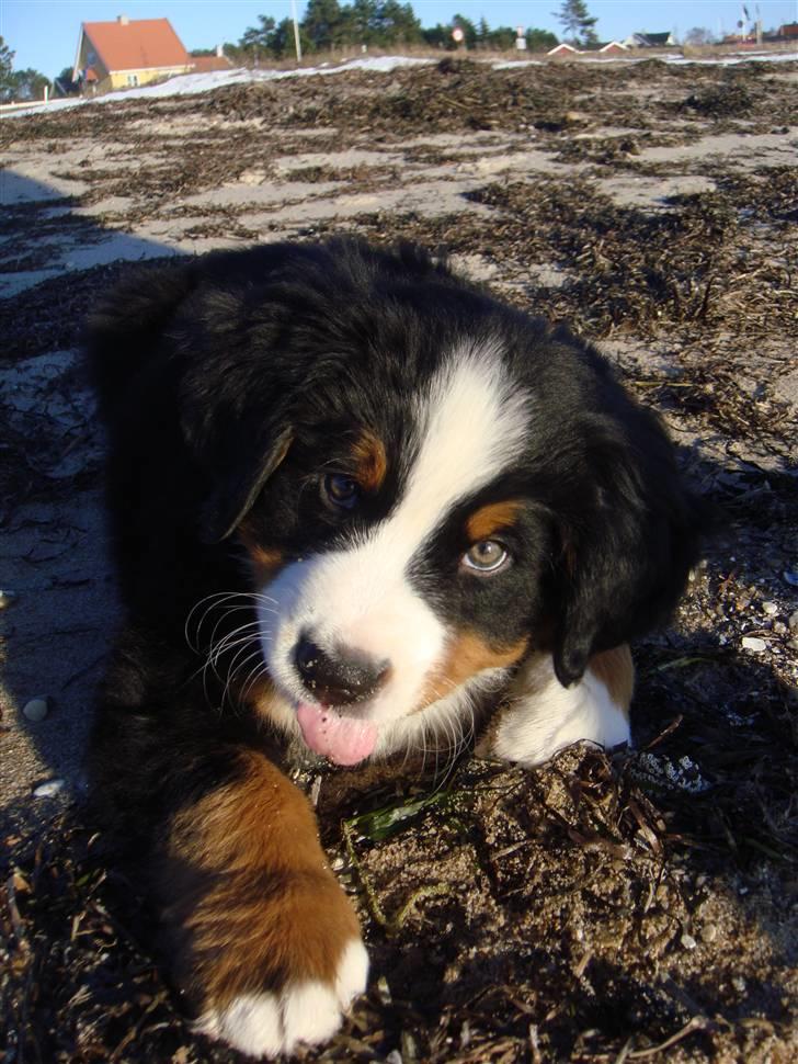 Berner sennenhund Lucas - Æv bæv bussemand.... 9 uger. billede 18