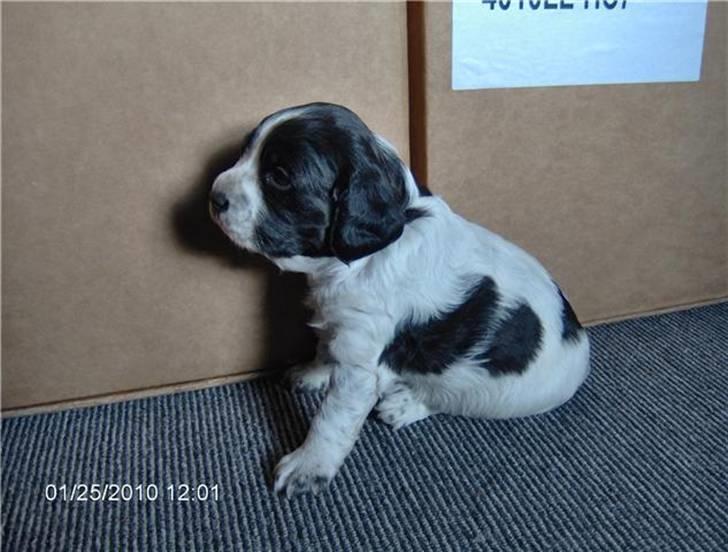 Breton Maki billede 2