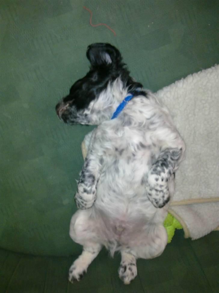 Breton Maki billede 3