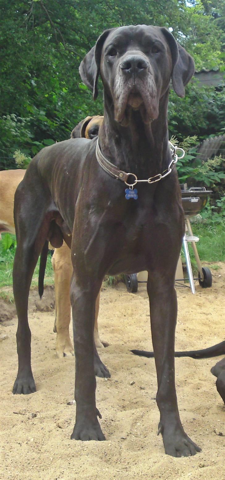 Grand danois Tyson <3  - Store dreng  billede 2