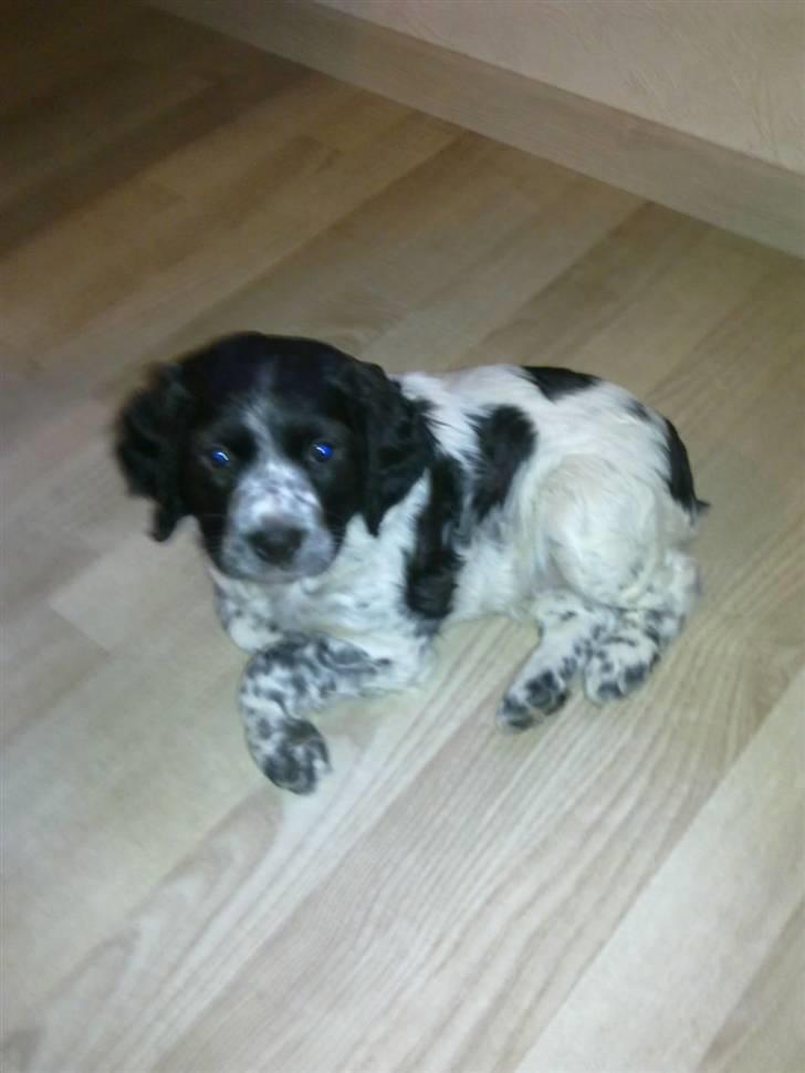 Breton Maki billede 4