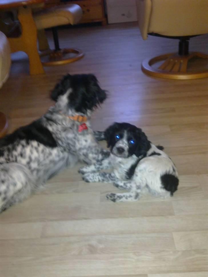 Breton Maki billede 5